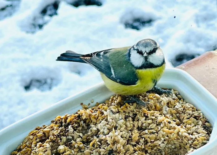 Ferme De La Monnaie Penzion 4*